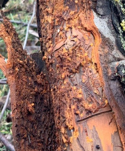 Obstbaumsplintkäfer Ostthüringen
